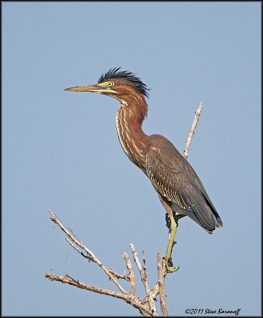 _1SB0313 green heron.jpg